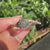 Pave style Portuguese diamond ring design.
