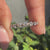 Half eternity diamond band with lab grown round diamonds.
