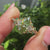 Nature inspired green marquise diamond ring.
