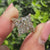 Vintage style dutch marquise ring with engraved filigree shank.
