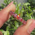 Pink diamond wedding band with shared prong setting.
