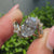 Open gallery oval diamond ring with bypass setting.
