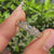 Handmade round diamond band in scattered cluster setting.
